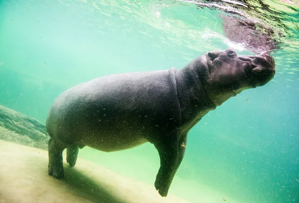 Lindo Hipopótamo Nadar Bajo Agua Zoológico —  Fotos de Stock