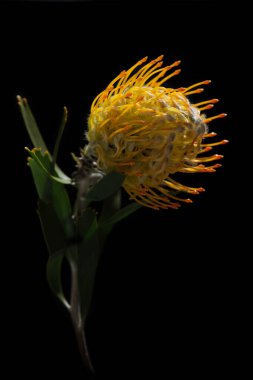 Sarı iğnelik protea yakın plan. Leucospermum conocarpodendron. Siyah arkaplanı kapat