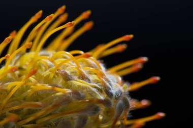 Sarı iğnelik protea yakın plan. Leucospermum conocarpodendron. Siyah arkaplanı kapat