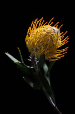 Sarı iğnelik protea yakın plan. Leucospermum conocarpodendron. Siyah arkaplanı kapat