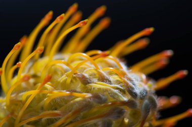 Sarı iğnelik protea yakın plan. Leucospermum conocarpodendron. Siyah arkaplanı kapat