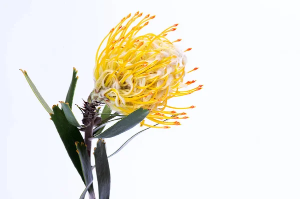 Yellow Pincushion Protea Closeup Leucospermum Conocarpodendron Close White Background — Stock Photo, Image