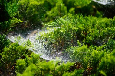 Örümcek ağının sabah çiğ tanecikli fotoğrafını kapat