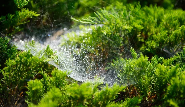 Primer Plano Foto Tela Araña Rocío Mañana — Foto de Stock