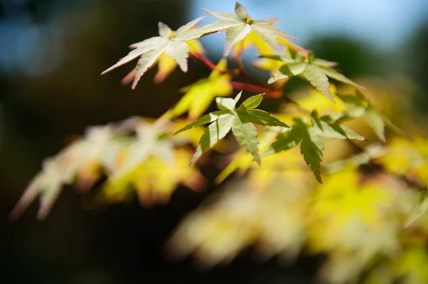 Nahaufnahme Foto Von Japanischem Ahorn — Stockfoto