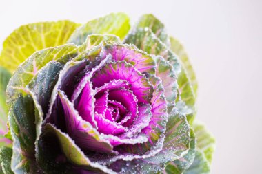 Kale 'in ya da lahana' nın yakın fotoğrafını çek. Detaylı egzotik çiçek, makro fotoğraf.