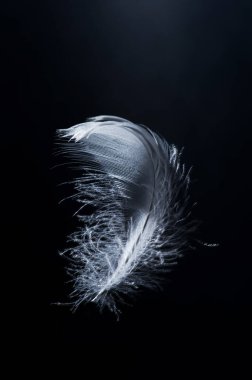 close up photo of white swan feather on black background clipart