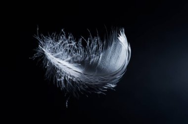 Siyah arkaplanda beyaz kuğu tüyünün yakın plan fotoğrafı