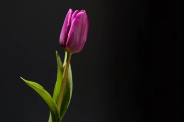 Siyah arkaplanda menekşe lalesinin fotoğrafını kapat