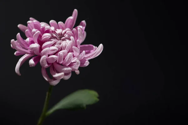 黒を背景にピンクの菊の写真を閉じます — ストック写真