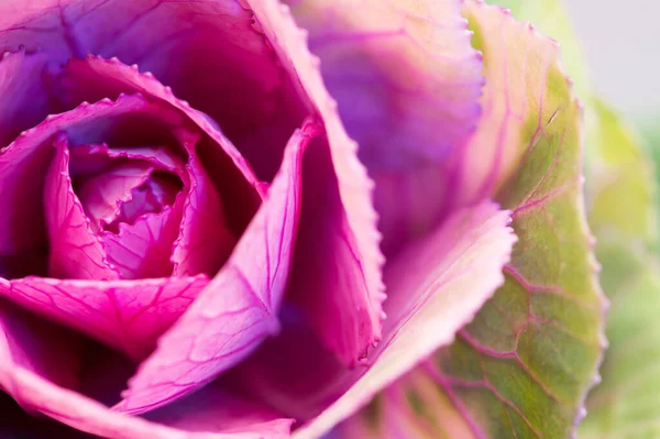 Gros Plan Sur Photo Kale Chou Fleur Exotique Détail Macrophotographie — Photo