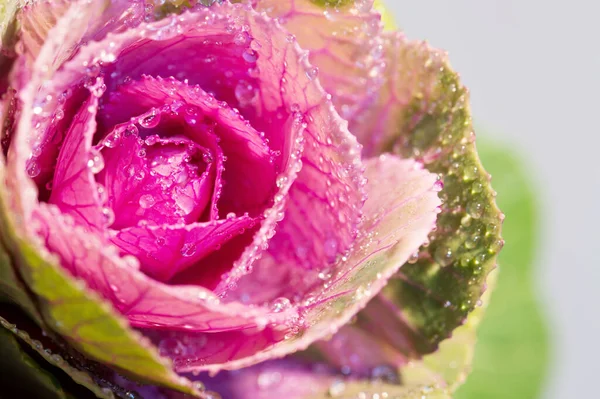 Uzavřete Fotku Kapusty Nebo Zelí Exotické Květiny Detailech Makro Fotografie — Stock fotografie