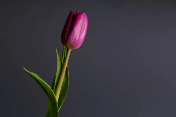 Fechar Foto Tulipa Violeta Fundo Preto — Fotografia de Stock