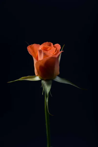 黑色背景的橙色玫瑰近照 — 图库照片
