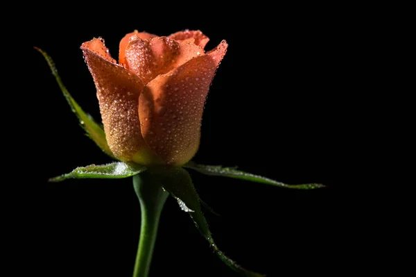 Zbliżenie Zdjęcie Pomarańczowej Róży Czarnym Tle — Zdjęcie stockowe