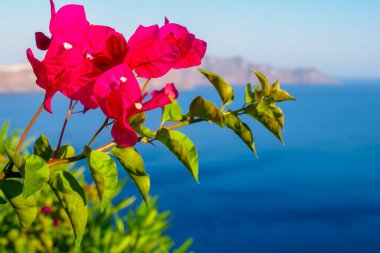 Santorini deniz manzaralı Bougainvillea çiçeklerinin yakın fotoğrafını çek. Santorini, Cyclades, Yunanistan.