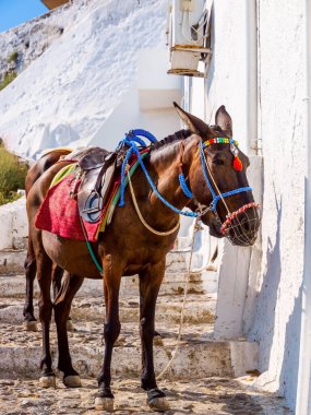 Santorini Eşeği, katırda çalışıyordu. Santorini, Cyclades, Yunanistan.
