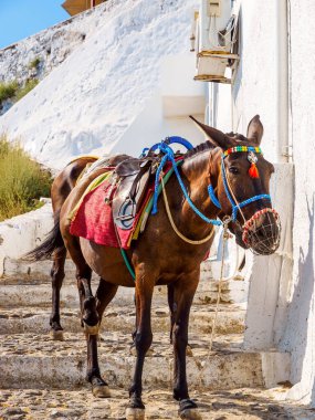 Santorini Eşeği, katırda çalışıyordu. Santorini, Cyclades, Yunanistan.