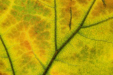 Sonbahar yapraklarının yakın plan fotoğrafı. Yaprak dokusu. Makro fotoğraf