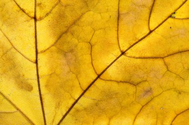 Sonbahar yapraklarının yakın plan fotoğrafı. Yaprak dokusu. Makro fotoğraf
