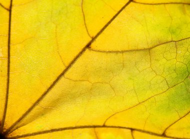 Sonbahar yapraklarının yakın plan fotoğrafı. Yaprak dokusu. Makro fotoğraf