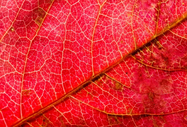 Foto Cerca Las Hojas Otoño Textura Hoja Macro Foto —  Fotos de Stock