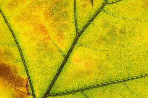 Közelkép Őszi Levelekről Levél Textúra Makrofotó — Stock Fotó