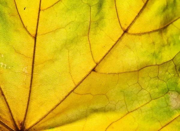 Foto Cerca Las Hojas Otoño Textura Hoja Macro Foto — Foto de Stock