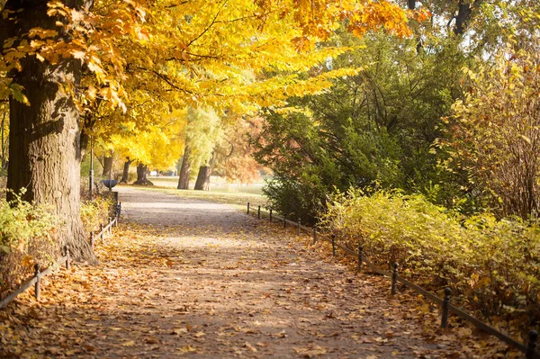 Schöner Stadtpark Der Herbstsaison Goldener Herbst — Stockfoto