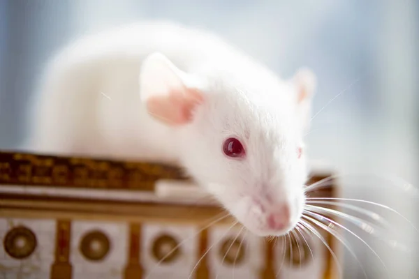 Witte Rat Met Rode Ogen Close Zachte Foto — Stockfoto