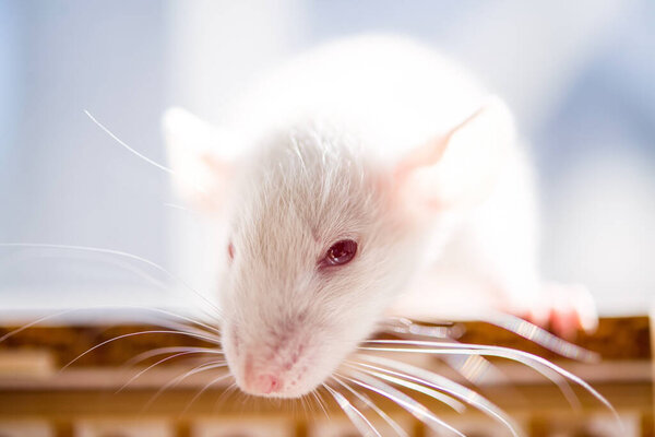 white rat with red eyes. close up soft photo