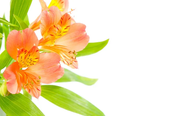 Bouquet Lis Orange Frais Isolé Sur Blanc Photo Gros Plan — Photo