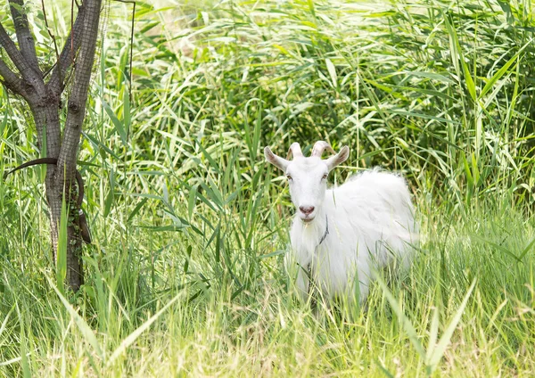 Белая Коза Траве Смотрит Камеру — стоковое фото