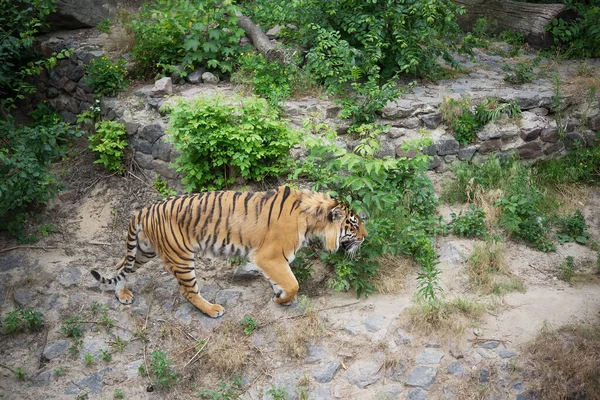 Гуляющий Тигр Зоопарке — стоковое фото
