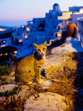 Santorini Adası 'ndaki Cat ve Geleneksel Beyaz Mağara Evi. Santorini, Cyclades, Yunanistan. İnanılmaz gece manzarası.