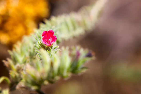 Flores Naturaleza Salvaje Santorini Cícladas Grecia —  Fotos de Stock