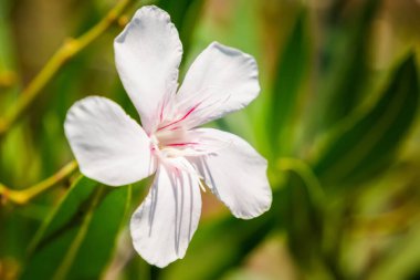 Vahşi doğa çiçekleri. Santorini, Cyclades, Yunanistan