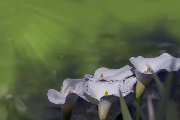 Giglio bianco di calla con gocce di rugiada — Foto Stock