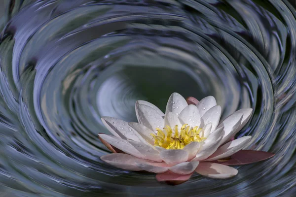 Stupeň 360, polární panorama Lotus ve vodě — Stock fotografie
