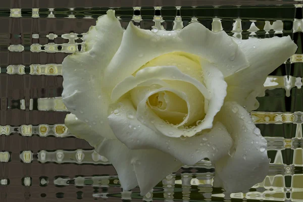 单软玫瑰花与露珠 抽象背圆 — 图库照片
