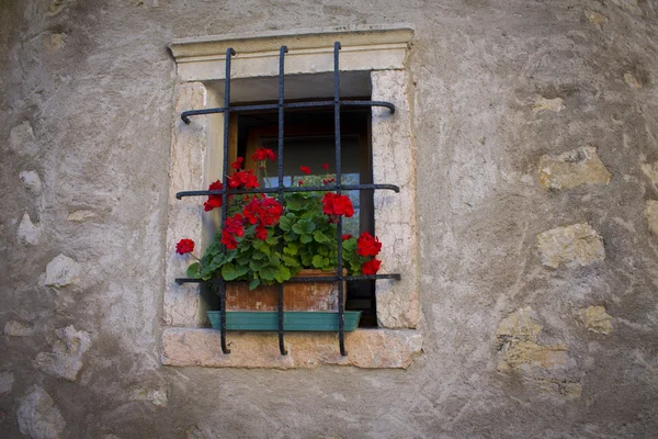 Flor roja de geranio en una pequeña ventana — Foto de Stock