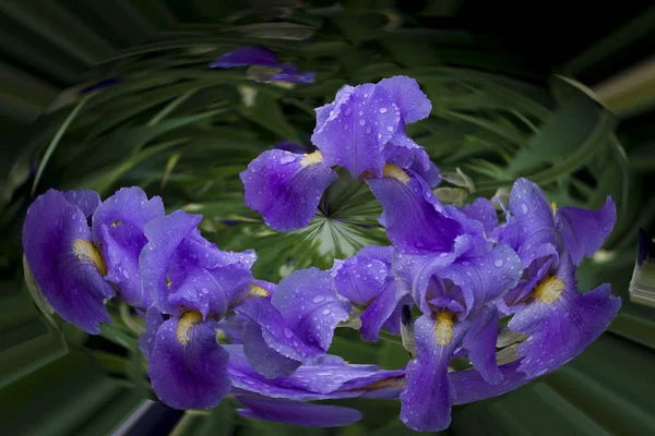 Sphere Spiral Flowers Purple Iris — Stock Photo, Image