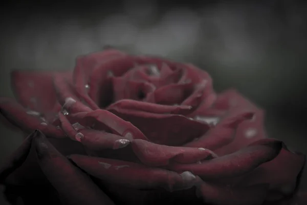 水液滴マクロで暗い赤いバラのマクロ画像 — ストック写真