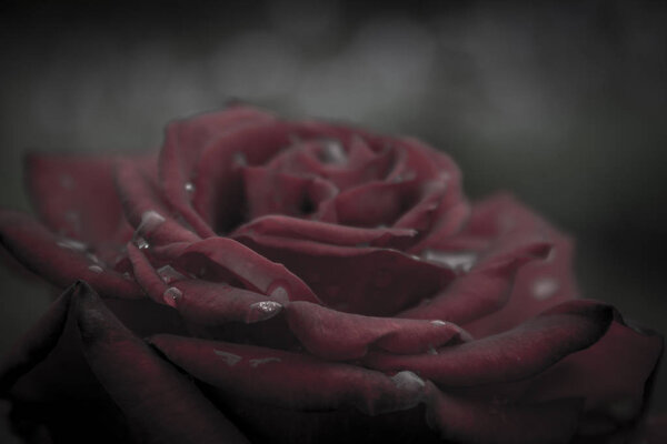 Macro image of dark red rose with water droplets macro