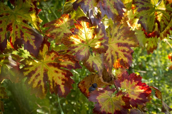 Primo piano in foglia d'uva alla luce del sole . — Foto Stock