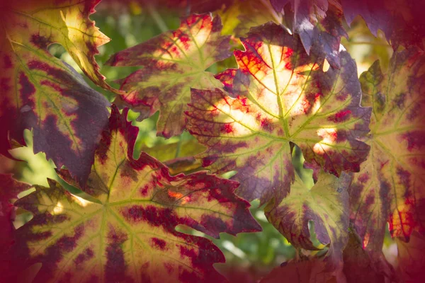 Primo piano in foglia d'uva alla luce del sole . — Foto Stock