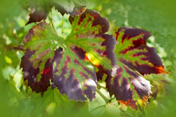Grape leaf closeup in sunlight. — Stock Photo, Image