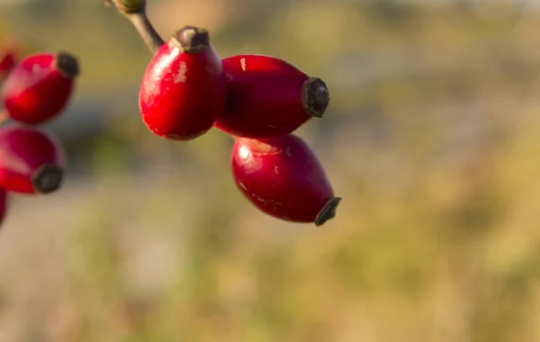 Frutto di Briar maturo, arbusto di rosa canina in natura . — Foto Stock