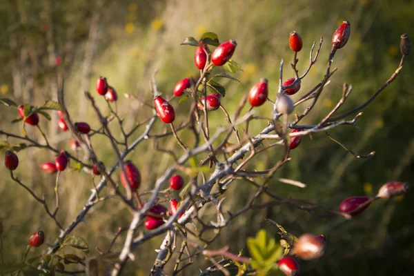 Érett Briar gyümölcs, csipkebogyó vadon élő cserje a természetben. — Stock Fotó