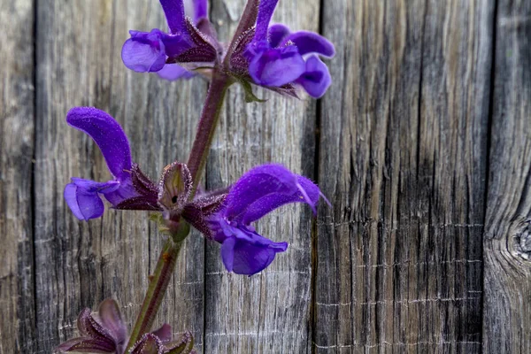 Delicada flor púrpura en tablas de madera —  Fotos de Stock